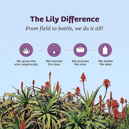 Lily Of The Desert Aloe Vera Juice - Inner Fillet Aloe Vera Drink, Organic Aloe Juice with Natural Vitamins, Digestive Enzymes for Gut Health, Stomach Relief, Wellness, Glowing Skin, 32 Fl Oz