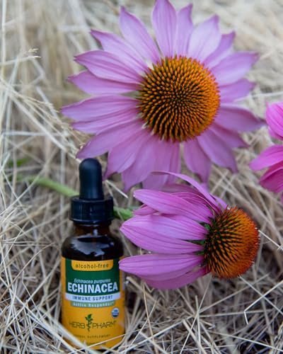 Herb Pharm Echinacea Alcohol-Free Extract: Immune System Support for All Seasons | Fast-Absorbing Echinacea Root Organic Supplement | Non-GMO, Vegan & Gluten-Free | Glycerite Liquid | 1 oz