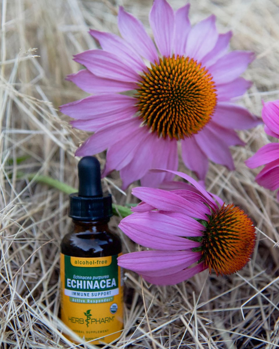 Herb Pharm Echinacea Alcohol-Free Extract: Immune System Support for All Seasons | Fast-Absorbing Echinacea Root Organic Supplement | Non-GMO, Vegan & Gluten-Free | Glycerite Liquid | 1 oz - görsel 7