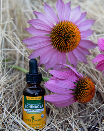 Herb Pharm Echinacea Alcohol-Free Extract: Immune System Support for All Seasons | Fast-Absorbing Echinacea Root Organic Supplement | Non-GMO, Vegan & Gluten-Free | Glycerite Liquid | 1 oz