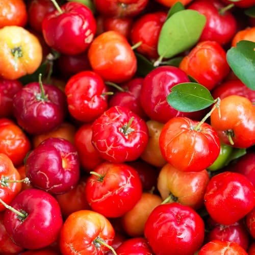 Pure Original Ingredients Acerola Cherry, 100 Capsules – Always Pure, No Additives Or Fillers - görsel 7