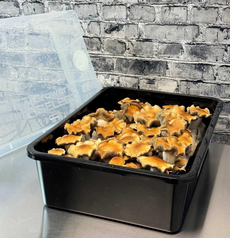 Myco Labs Premium 5-Grain Mushroom Spawn Bags | Sterilized Grain Spawn | Injection Ports | 2 Quarts Each Bag | 2 Bags per Box - görsel 5